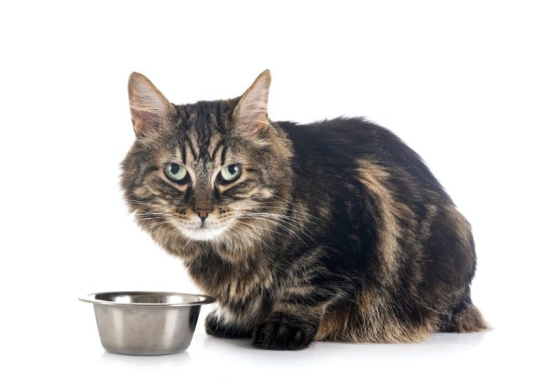 Conseils pour faire manger des croquettes à votre chat